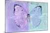 Miss Butterfly Catopsilia - Mauve & Turquoise-Philippe Hugonnard-Mounted Photographic Print