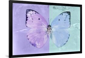 Miss Butterfly Catopsilia - Mauve & Turquoise-Philippe Hugonnard-Framed Photographic Print