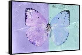 Miss Butterfly Catopsilia - Mauve & Turquoise-Philippe Hugonnard-Framed Stretched Canvas