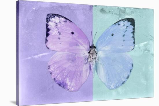 Miss Butterfly Catopsilia - Mauve & Turquoise-Philippe Hugonnard-Stretched Canvas