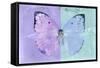 Miss Butterfly Catopsilia - Mauve & Turquoise-Philippe Hugonnard-Framed Stretched Canvas