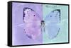 Miss Butterfly Catopsilia - Mauve & Turquoise-Philippe Hugonnard-Framed Stretched Canvas