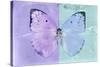 Miss Butterfly Catopsilia - Mauve & Turquoise-Philippe Hugonnard-Stretched Canvas