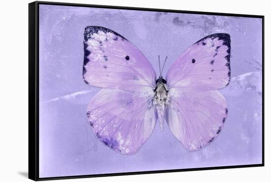 Miss Butterfly Catopsilia - Mauve-Philippe Hugonnard-Framed Stretched Canvas