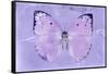 Miss Butterfly Catopsilia - Mauve-Philippe Hugonnard-Framed Stretched Canvas