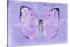 Miss Butterfly Catopsilia - Mauve-Philippe Hugonnard-Stretched Canvas