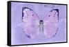 Miss Butterfly Catopsilia - Mauve-Philippe Hugonnard-Framed Stretched Canvas