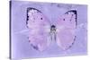 Miss Butterfly Catopsilia - Mauve-Philippe Hugonnard-Stretched Canvas