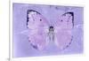 Miss Butterfly Catopsilia - Mauve-Philippe Hugonnard-Framed Photographic Print