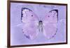 Miss Butterfly Catopsilia - Mauve-Philippe Hugonnard-Framed Photographic Print