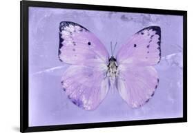 Miss Butterfly Catopsilia - Mauve-Philippe Hugonnard-Framed Photographic Print