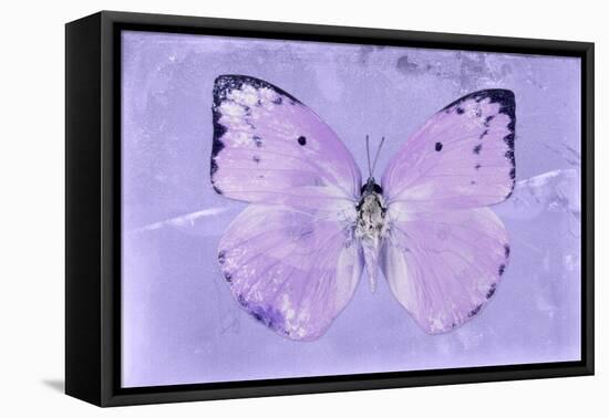 Miss Butterfly Catopsilia - Mauve-Philippe Hugonnard-Framed Stretched Canvas