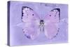 Miss Butterfly Catopsilia - Mauve-Philippe Hugonnard-Stretched Canvas