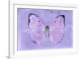 Miss Butterfly Catopsilia - Mauve-Philippe Hugonnard-Framed Photographic Print