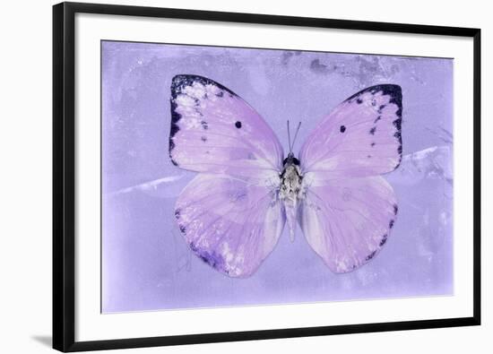 Miss Butterfly Catopsilia - Mauve-Philippe Hugonnard-Framed Photographic Print