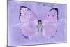 Miss Butterfly Catopsilia - Mauve-Philippe Hugonnard-Mounted Photographic Print