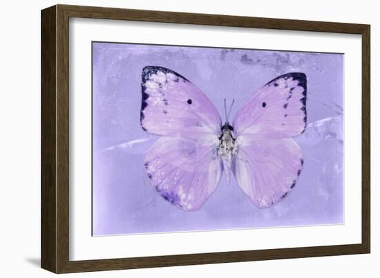 Miss Butterfly Catopsilia - Mauve-Philippe Hugonnard-Framed Photographic Print