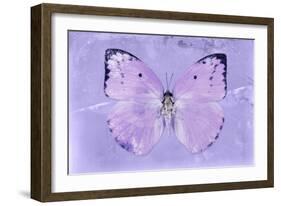 Miss Butterfly Catopsilia - Mauve-Philippe Hugonnard-Framed Photographic Print