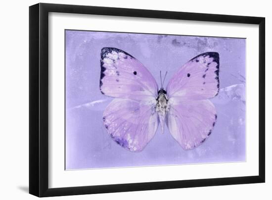 Miss Butterfly Catopsilia - Mauve-Philippe Hugonnard-Framed Photographic Print