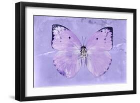 Miss Butterfly Catopsilia - Mauve-Philippe Hugonnard-Framed Photographic Print