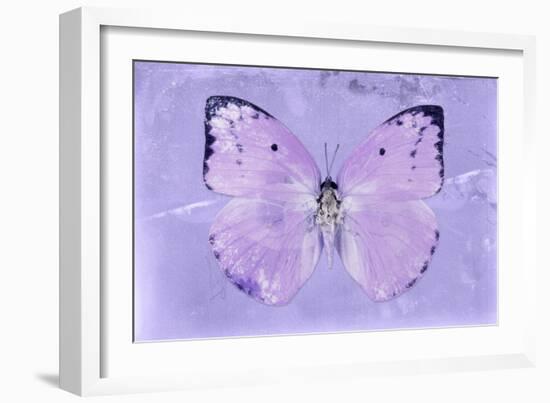 Miss Butterfly Catopsilia - Mauve-Philippe Hugonnard-Framed Photographic Print