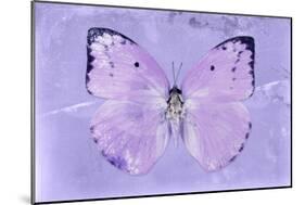 Miss Butterfly Catopsilia - Mauve-Philippe Hugonnard-Mounted Photographic Print