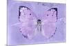 Miss Butterfly Catopsilia - Mauve-Philippe Hugonnard-Mounted Photographic Print