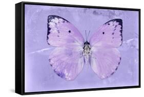 Miss Butterfly Catopsilia - Mauve-Philippe Hugonnard-Framed Stretched Canvas