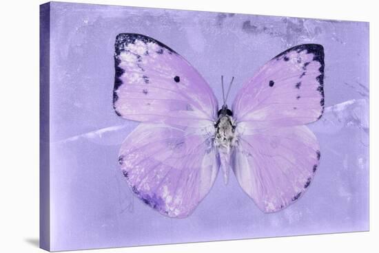 Miss Butterfly Catopsilia - Mauve-Philippe Hugonnard-Stretched Canvas