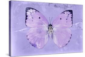 Miss Butterfly Catopsilia - Mauve-Philippe Hugonnard-Stretched Canvas