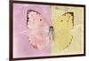 Miss Butterfly Catopsilia - Pale Violet & Gold-Philippe Hugonnard-Framed Photographic Print