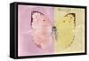 Miss Butterfly Catopsilia - Pale Violet & Gold-Philippe Hugonnard-Framed Stretched Canvas