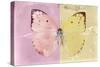 Miss Butterfly Catopsilia - Pale Violet & Gold-Philippe Hugonnard-Stretched Canvas