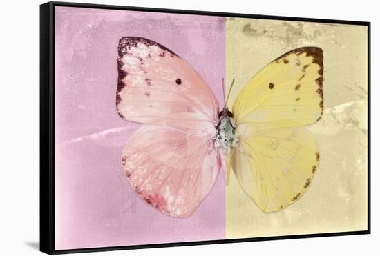 Miss Butterfly Catopsilia - Pale Violet & Gold-Philippe Hugonnard-Framed Stretched Canvas