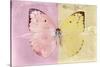 Miss Butterfly Catopsilia - Pale Violet & Gold-Philippe Hugonnard-Stretched Canvas