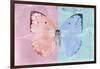 Miss Butterfly Catopsilia - Pale Violet & Turquoise-Philippe Hugonnard-Framed Photographic Print