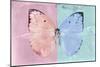 Miss Butterfly Catopsilia - Pale Violet & Turquoise-Philippe Hugonnard-Mounted Photographic Print