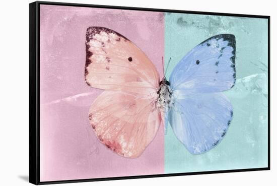 Miss Butterfly Catopsilia - Pale Violet & Turquoise-Philippe Hugonnard-Framed Stretched Canvas