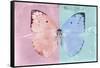 Miss Butterfly Catopsilia - Pale Violet & Turquoise-Philippe Hugonnard-Framed Stretched Canvas