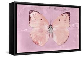 Miss Butterfly Catopsilia - Pale Violet-Philippe Hugonnard-Framed Stretched Canvas