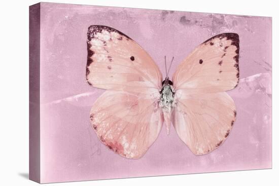 Miss Butterfly Catopsilia - Pale Violet-Philippe Hugonnard-Stretched Canvas