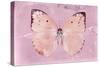 Miss Butterfly Catopsilia - Pale Violet-Philippe Hugonnard-Stretched Canvas