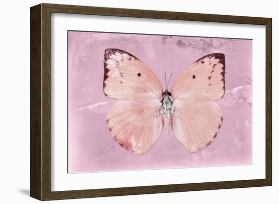 Miss Butterfly Catopsilia - Pale Violet-Philippe Hugonnard-Framed Photographic Print