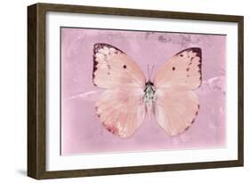 Miss Butterfly Catopsilia - Pale Violet-Philippe Hugonnard-Framed Photographic Print