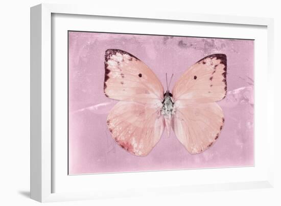 Miss Butterfly Catopsilia - Pale Violet-Philippe Hugonnard-Framed Photographic Print