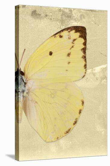 Miss Butterfly Catopsilia Profil - Gold-Philippe Hugonnard-Stretched Canvas