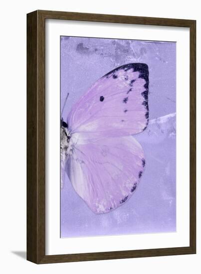 Miss Butterfly Catopsilia Profil - Mauve-Philippe Hugonnard-Framed Photographic Print
