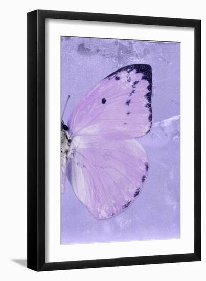 Miss Butterfly Catopsilia Profil - Mauve-Philippe Hugonnard-Framed Photographic Print