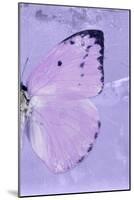 Miss Butterfly Catopsilia Profil - Mauve-Philippe Hugonnard-Mounted Photographic Print