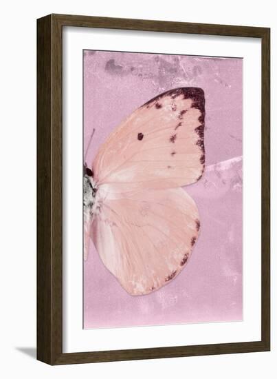 Miss Butterfly Catopsilia Profil - Pale Violet-Philippe Hugonnard-Framed Photographic Print